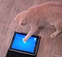 Friskies sort son appli iPad... pour chats