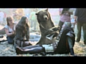 Canal+ fait sa pub avec un ours