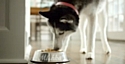 Nestlé Purina embauche un chien pour promouvoir ses produits aux Etats-Unis