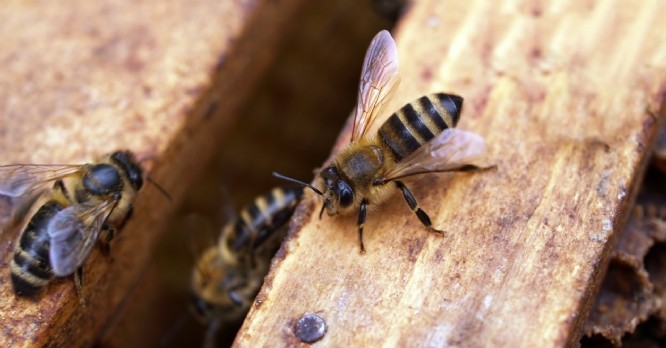 Miel Pops fait chanter les abeilles