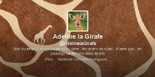 Adeline, la girafe qui tweete du Parc zoologique de Paris