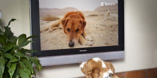 DOGTV : une nouvelle chaîne de niche arrive sur les écrans