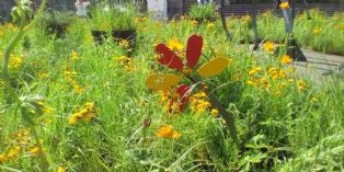 Petite Fleur Folies : un jardin pour les 50 ans de Yoplait